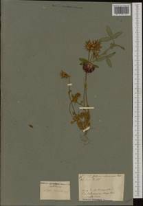 Trifolium obscurum Savi, Западная Европа (EUR) (Италия)