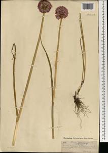 Лук скорода, Шнитт-лук L., Монголия (MONG) (Монголия)