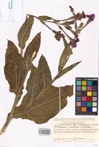 Nicotiana ×sanderae W. Watson, Восточная Европа, Московская область и Москва (E4a) (Россия)