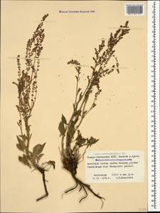 Щавель щавельковидный (Balansa) Den Nijs, Кавказ, Северная Осетия, Ингушетия и Чечня (K1c) (Россия)