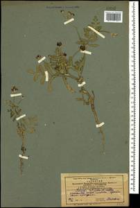 Тургеневия широколистная (L.) Hoffm., Кавказ, Азербайджан (K6) (Азербайджан)