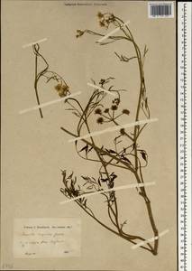 Oenanthe pimpinelloides subsp. pimpinelloides, Зарубежная Азия (ASIA)