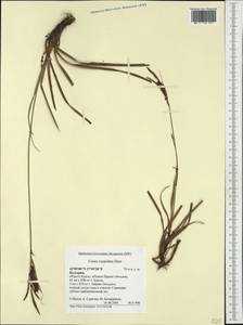 Carex flacca subsp. erythrostachys (Hoppe) Holub, Западная Европа (EUR) (Болгария)