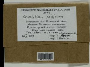 Cirriphyllum piliferum (Hedw.) Grout, Гербарий мохообразных, Мхи - Москва и Московская область (B6a) (Россия)