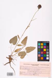 Phyteuma nigrum F.W.Schmidt, Восточная Европа, Западный район (E3) (Россия)