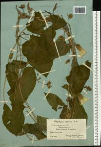 Повой заборный (L.) R. Br., Восточная Европа, Нижневолжский район (E9) (Россия)