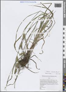 Осока пузыреватая Meinsh., Сибирь, Дальний Восток (S6) (Россия)