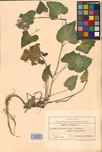 Лунник оживающий L., Восточная Европа, Западно-Украинский район (E13) (Украина)