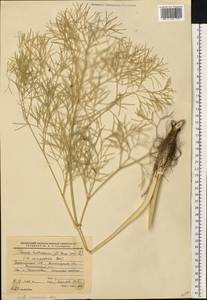 Жабрица извилистая L., Восточная Европа, Южно-Украинский район (E12) (Украина)