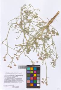 Жабрица пушистоголовая (Pall. ex Spreng.) Schischk., Восточная Европа, Восточный район (E10) (Россия)