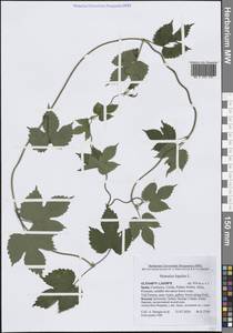 Хмель обыкновенный L., Западная Европа (EUR) (Испания)