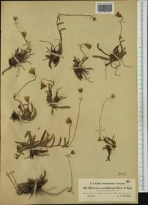 Pilosella castellana (Boiss. & Reut.) F. W. Schultz & Sch. Bip., Западная Европа (EUR) (Испания)