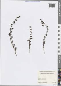 Подмаренник мутовчатый Danth., Кавказ, Азербайджан (K6) (Азербайджан)