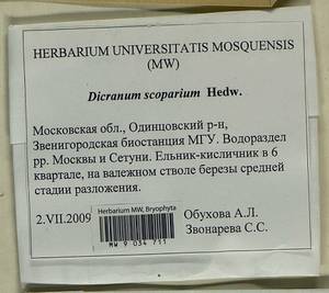 Dicranum scoparium Hedw., Гербарий мохообразных, Мхи - Москва и Московская область (B6a) (Россия)