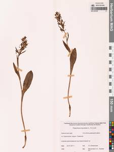 Любка комарниковая (L.f.) Lindl., Сибирь, Чукотка и Камчатка (S7) (Россия)