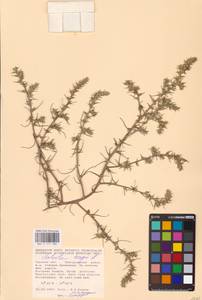 Солянка обыкновенная, Солянка сорная L., Восточная Европа, Центральный лесостепной район (E6) (Россия)