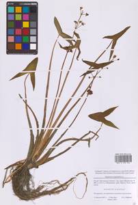 Стрелолист обыкновенный L., Восточная Европа, Московская область и Москва (E4a) (Россия)