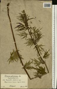 Пустырник сизоватый Bunge, Восточная Европа, Нижневолжский район (E9) (Россия)