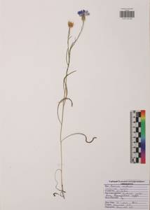 Василек синий L., Восточная Европа, Центральный район (E4) (Россия)