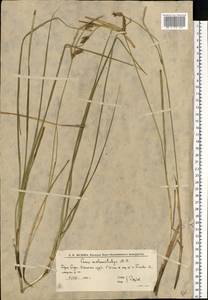 Осока черноколосая M.Bieb. ex Willd., Восточная Европа, Нижневолжский район (E9) (Россия)