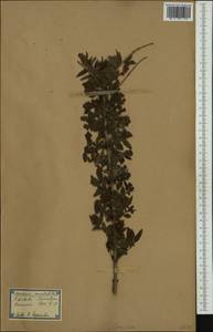 Coriaria myrtifolia L., Западная Европа (EUR) (Испания)