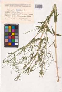 Качим метельчатый L., Восточная Европа, Нижневолжский район (E9) (Россия)