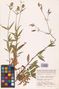 Смолевка астраханская, Дрема астраханская (Pacz.) Takht., Средняя Азия и Казахстан, Прикаспийский Устюрт и Северное Приаралье (M8) (Казахстан)