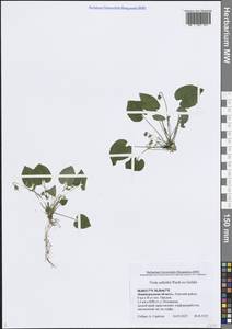 Фиалка Селькирка Pursh ex Goldie, Восточная Европа, Северо-Западный район (E2) (Россия)