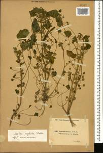 Просвирник незамеченный Wallr., Кавказ, Азербайджан (K6) (Азербайджан)