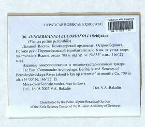 Jungermannia eucordifolia Schljakov, Гербарий мохообразных, Мхи - Чукотка и Камчатка (B21) (Россия)
