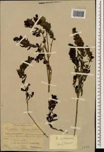 Rhinanthus pumilus (Sterneck) Soldano, Кавказ, Краснодарский край и Адыгея (K1a) (Россия)