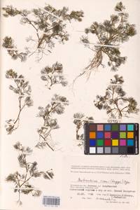 Лютик Риона, Шелковник Риона Lagger, Восточная Европа, Нижневолжский район (E9) (Россия)