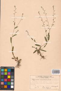 Незабудка полевая (L.) Hill, Восточная Европа, Московская область и Москва (E4a) (Россия)