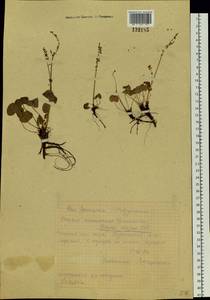 Кисличник двустолбиковый (L.) Hill, Восточная Европа, Северный район (E1) (Россия)