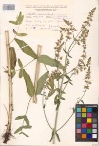 MHA 0 155 661, Котовник голый, Восточная Европа, Молдавия (E13a) (Молдавия)