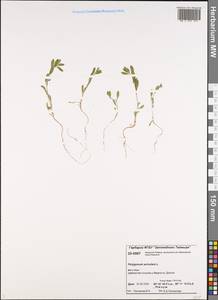 Спорыш птичий, Горец птичий L., Сибирь, Центральная Сибирь (S3) (Россия)