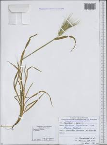 Ячмень заячий (Link) Arcang., Кавказ, Южная Осетия (K4b) (Южная Осетия)