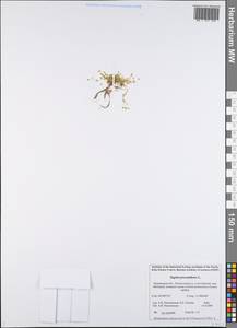 Мшанка лежачая L., Восточная Европа, Северный район (E1) (Россия)