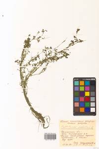 Callitriche palustris subsp. palustris, Сибирь, Чукотка и Камчатка (S7) (Россия)