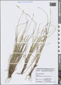 Осока седеющая, Осока сероватая, Сибирь, Центральная Сибирь (S3) (Россия)