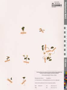 Viola crassa subsp. avatschensis (W.Becker & Hultén) Espeut, Сибирь, Чукотка и Камчатка (S7) (Россия)