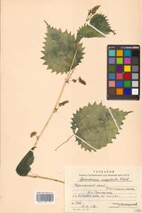 Laportea cuspidata (Wedd.) Friis, Сибирь, Дальний Восток (S6) (Россия)