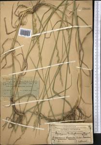 Thinopyrum intermedium subsp. intermedium, Средняя Азия и Казахстан, Западный Тянь-Шань и Каратау (M3) (Казахстан)