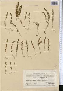 Вероника весенняя L., Средняя Азия и Казахстан, Северный и Центральный Тянь-Шань (M4) (Казахстан)
