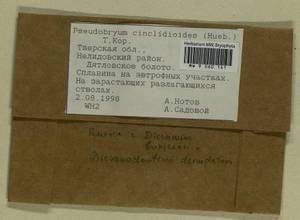 Dicranum bonjeanii De Not., Гербарий мохообразных, Мхи - Центральное Нечерноземье (B6) (Россия)