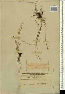 Осока Микели, Осока Микеля Host, Кавказ, Азербайджан (K6) (Азербайджан)