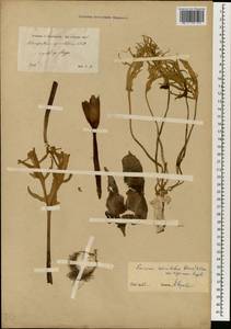 Eminium spiculatum (Blume) Schott, Зарубежная Азия (ASIA) (Сирия)