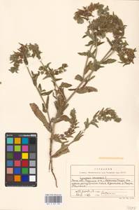 Lycopsis arvensis subsp. arvensis, Восточная Европа, Московская область и Москва (E4a) (Россия)