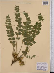 Astragalus alexeenkoanus B. Fedtsch. & Ivanova, Средняя Азия и Казахстан, Северный и Центральный Тянь-Шань (M4) (Казахстан)
