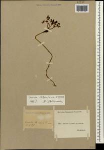 Phedimus stolonifer (S. G. Gmel.) 't Hart, Кавказ, Грузия (K4) (Грузия)